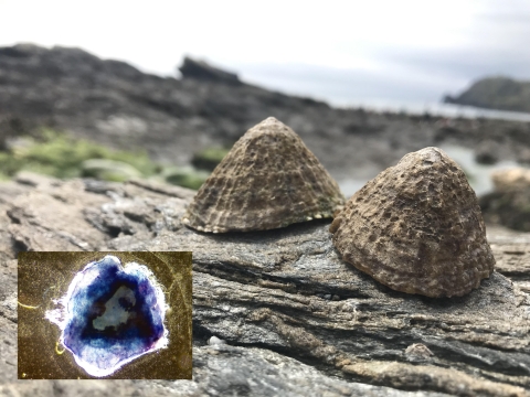 Limpet biomaterial © Alex Ford, Robin Rumney