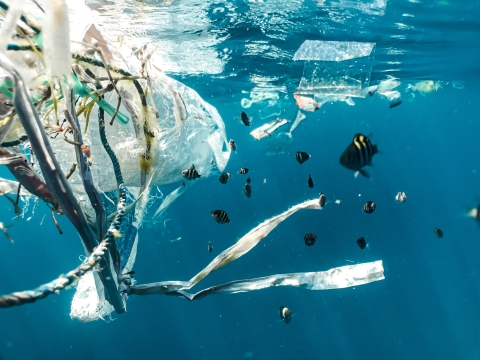 Image of plastics underwater near wildlife