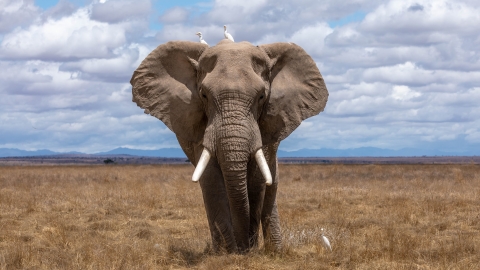 Elephants stock image