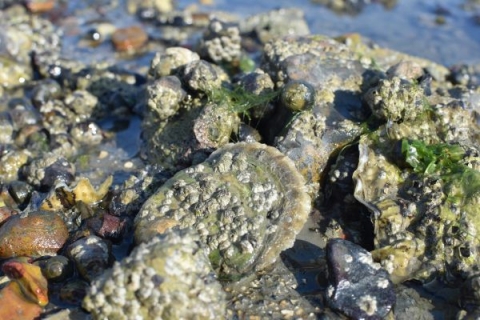 Native oysters in Chichester Harbour