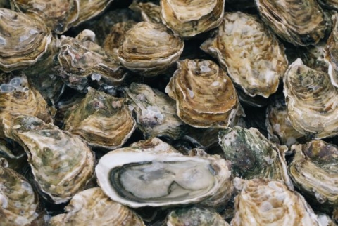 An image of a oyster