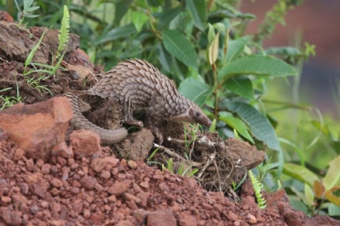 image of a pangolin in its habitat, against the backdrop of green foliage