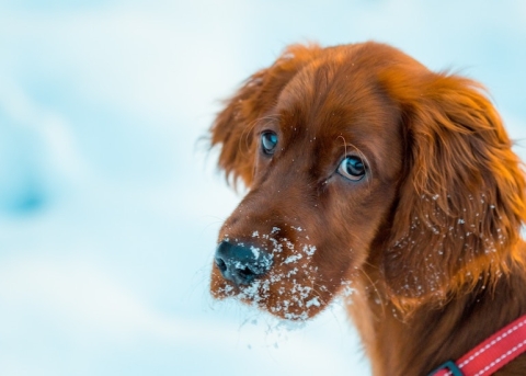 Dog in the snow giving puppy dog eyes