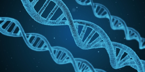 A DNA Helix