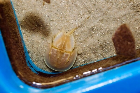 Horseshoe crab in tank