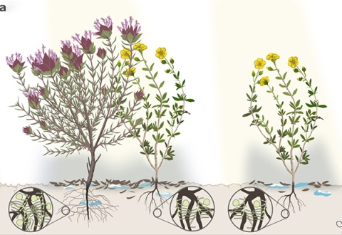 Diagram of plants and root stuctures