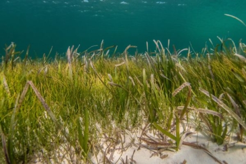 Seagrass at the bottom of a body of water