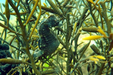 Picture of a Short Snouted Seahorse swimming amongst sea grass