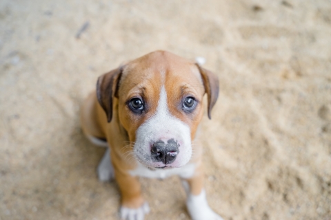 Puppy with puppy dog eyes
