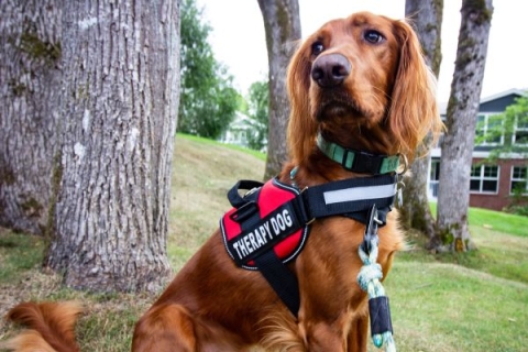 Dog wearing harness saying therapy dog