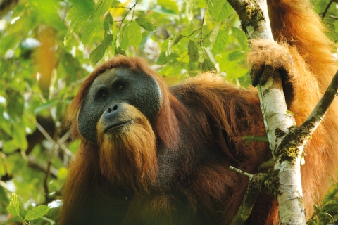 orangutan on a tree