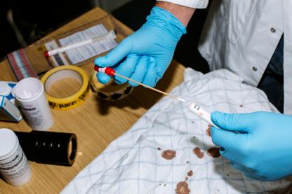 Forensics student swabbing blood evidence sample