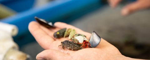 A student holds various crustaceans in their hand above a research tank of water.