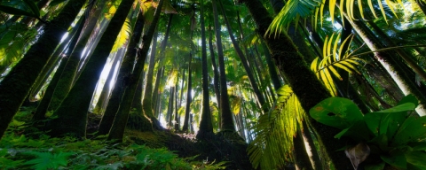 View from a forest floor in Hawaii