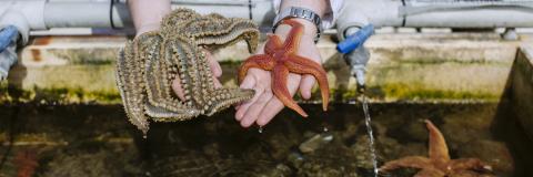 Male scientist holding sea creatures
