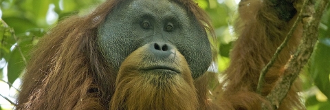 Orangutan, photo by Tim Laman, Wikimedia Commons
