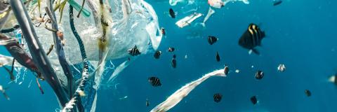 Image of plastics underwater near wildlife