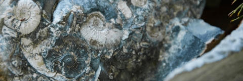 A close up shot of a fossil within a piece of rock