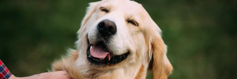 Smiling labrador dog