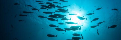 School of fish swimming in deep ocean