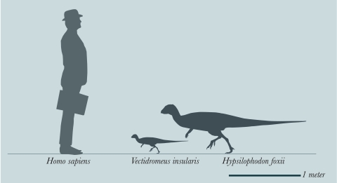 Size comparison of Vectidromeus insularis