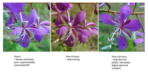 Tryptych showing a flower reorient itself over 24 hours