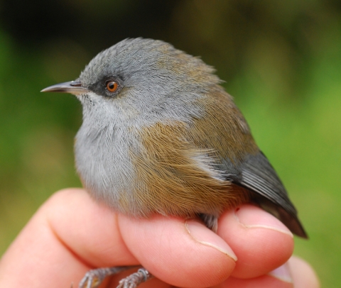 The brown naped version of the grey white-eye bird, on Reunion Island