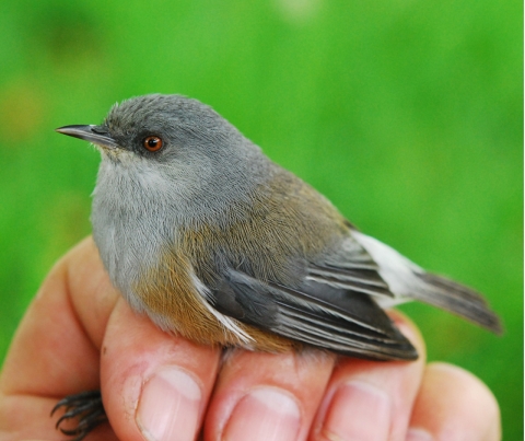 The grey headed version of the grey white-eye bird, on Reunion Island