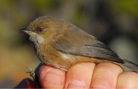 The highland brown version of the grey white-eye bird, on Reunion Island