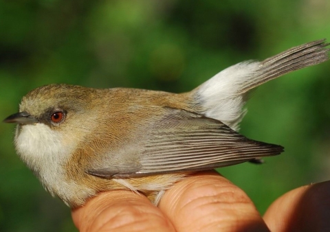 The lowland brown version of the grey white-eye bird, on Reunion Island
