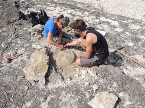 Discovery of a giant ammonite in Mexico
