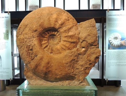 The largest ammonite specimen (1.8m in diameter) in the world housed in the Munster Natural History Museum, Germany