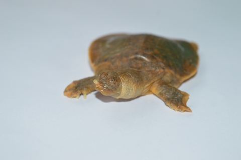 Cantor's giant softshell turtle hatchling