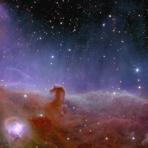 Euclid's view of the Horsehead Nebula