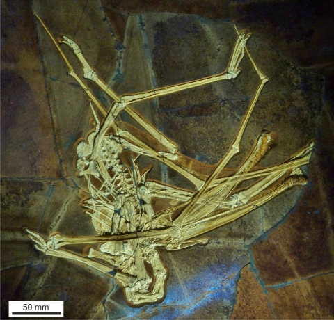 The bones of Balaenognathus maeuseri found in the slab of limestone