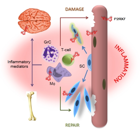 Infographic showing dying muscle releasing large quantities of DAMPs, including ATP, triggering chronic inflammation. Also showing infiltrating macrophages, T-cells, and granulocytes causing myofiber damage and elevated levels of inflammatory mediators that disturb normal brain and bone functions