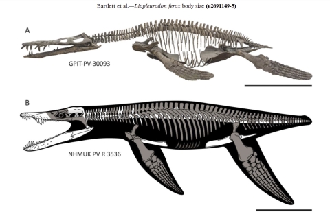 Well-preserved specimens of Liopleurodon ferox 