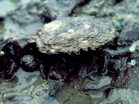 Close-up of an oyster on a rock