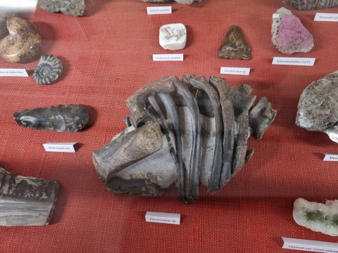 A plesiosaur thorax and other specimens from the collection