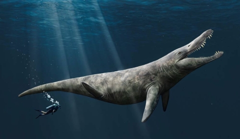 An artist’s impression of an enormous swimming dinosaur next to a tiny scuba diver 