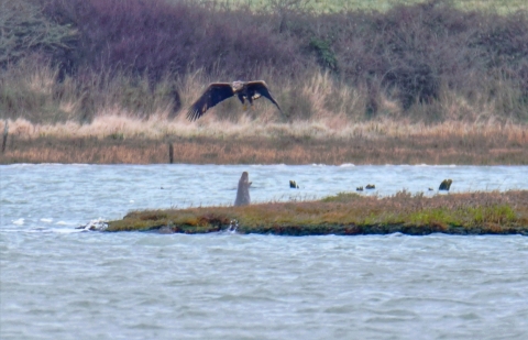 A white-tailed eagle swooping towards the water's surface with a adult grey seal directly beneath