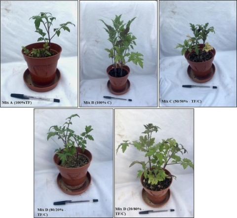 A comparison of five tomato plants at harvest