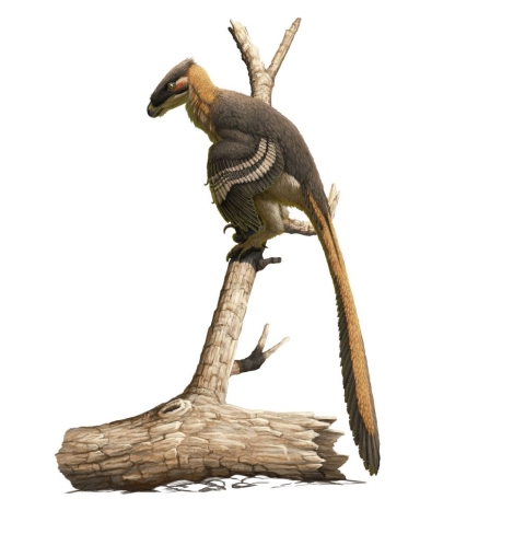 An illustration of vectiraptor greeni