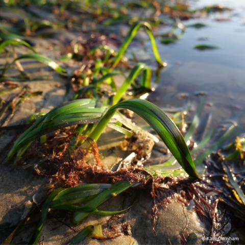 Picture of a Zostera marina plant