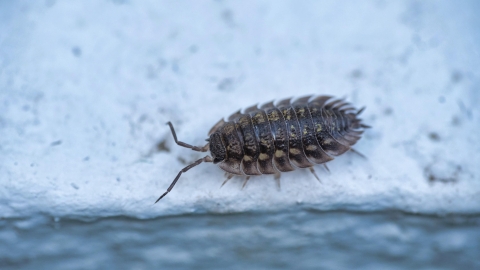 A woodlouse