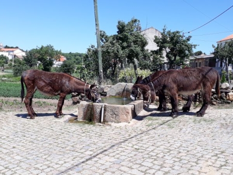 Working donkeys drinking from a communal water point in Portugal 