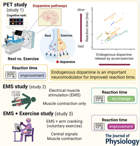 Three experiments to test how dopamine affects cognitive performance during acute exercise