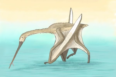 Kiwi pterosaur Meg Jacobs2-600x400