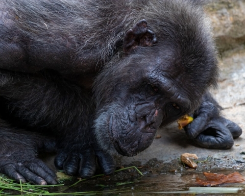 Chimpanzee examining an object on the ground