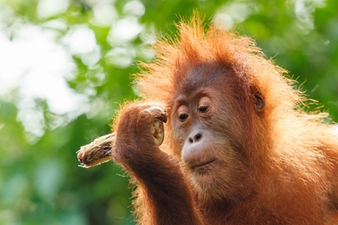 Orangutan sat inspecting a piece of wood